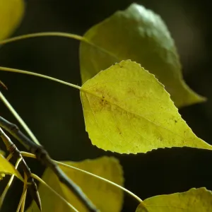 Populus sp.