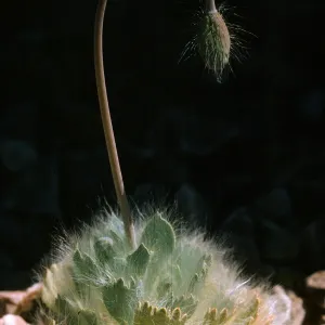 Arctomecon merriami, Bear Poppy