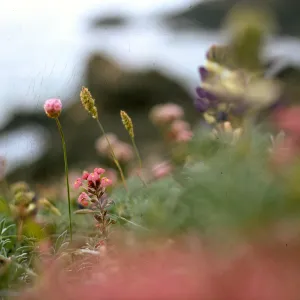 Armeria maritima
