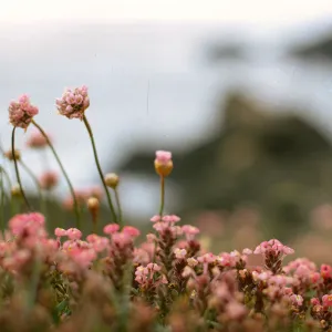 Armeria maritima