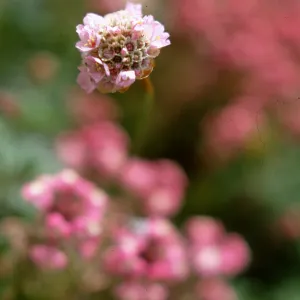 Armeria maritima