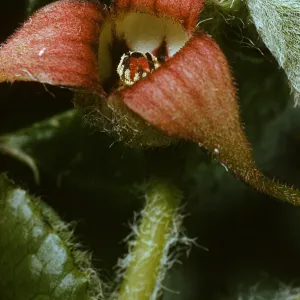 Asarum caudatum