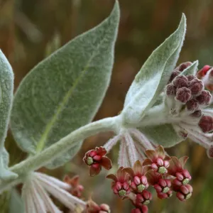 Asclepias eriocarpa