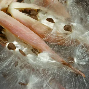 Asclepias 