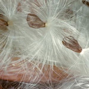 Asclepias 