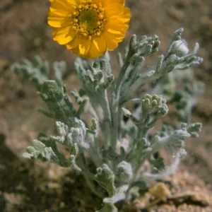 Baileya pleniradiata