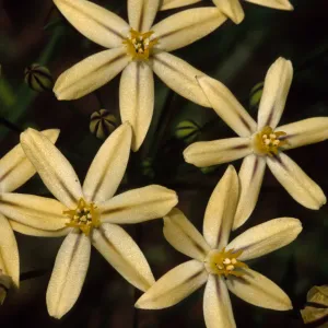 Brodiaea lutea