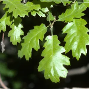 Quercus kelloggii