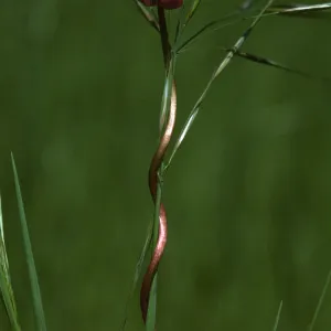 Brodiaea volubilis