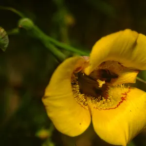 Calochortus clavatus