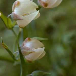 Calochortus albus