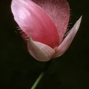 Calochortus amoenus
