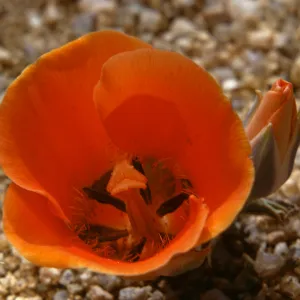Calochortus kennedyi