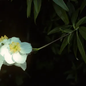 Carpenteria californica