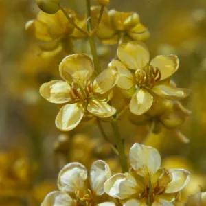 Senna armata