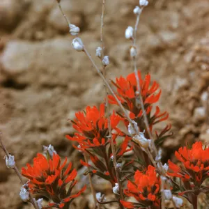 Castilleja chromosa