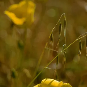 Calochortus luteus