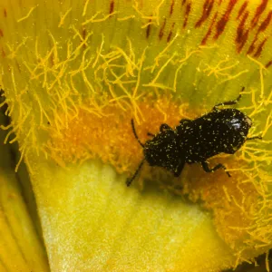 Calochortus luteus