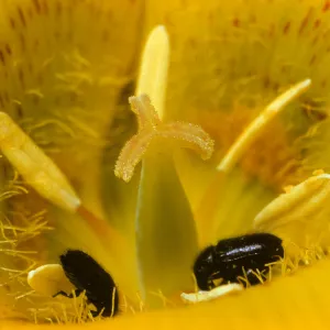 Calochortus luteus
