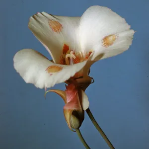Calochortus venustus