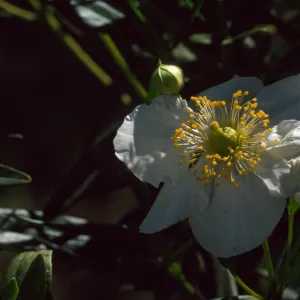 Carpenteria californica