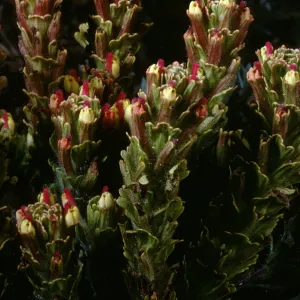 Castilleja sp.