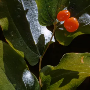disporum