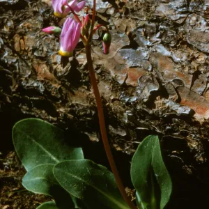 Dodecatheon hendersonii