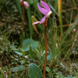 Dodecatheon sp.