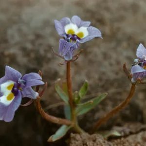 Downingia bicornuta
