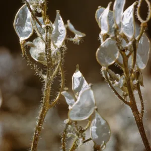 Draba lemmonii