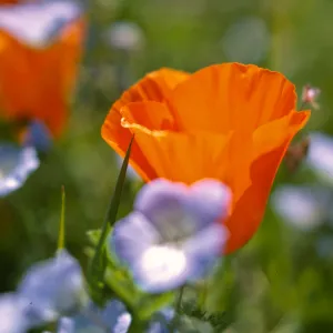 Eschscholzia californica, Nemophylla