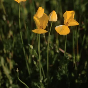 Eschscholzia lobbii