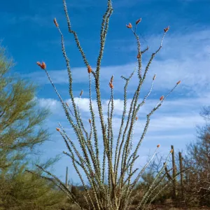 Fouquieria splendens