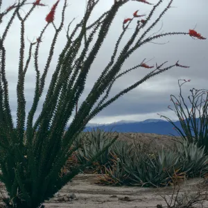 Fouquieria splendens