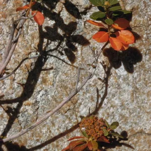 Ledum glandulosum