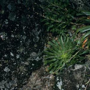 Lewisia cantelovii