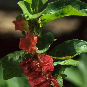 Lonicera involucrata