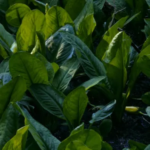 Lysichiton americanus
