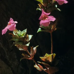 Mimulus cusickii