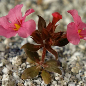 Mimulus bigelovii