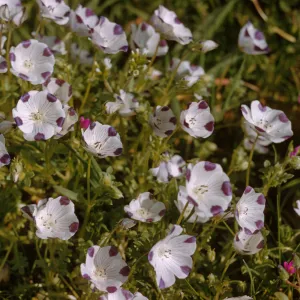 Nemophila maculata
