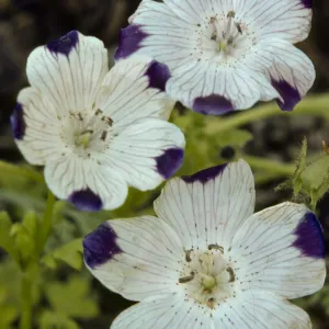 Nemophila maculata