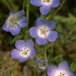 Nemophila menziesii