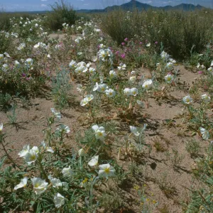 Oenethera deltoides 