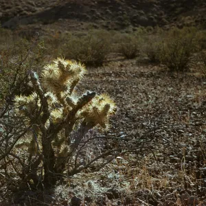 Opuntia sp.