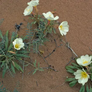 Oenethera deltoides 