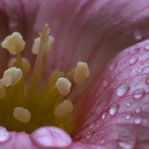Oxalis oregana