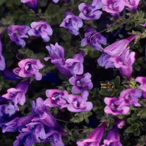 Penstemon menziesii