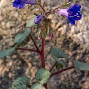 Phacelia campanularia